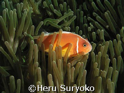 anemone fish of raja ampat by Heru Suryoko 